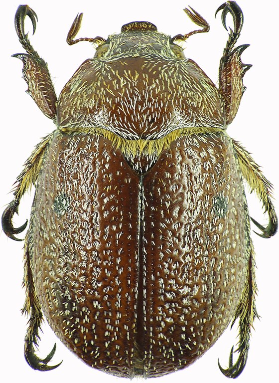 Anoplognathus velutinus 29042cz50.jpg Anoplognathus velutinus 29042cz50.jpg