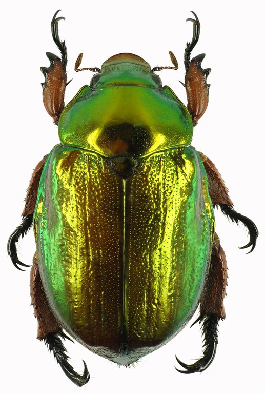 Anoplognathus viridiaeneus 28927cz31.jpg Anoplognathus viridiaeneus 28927cz31.jpg