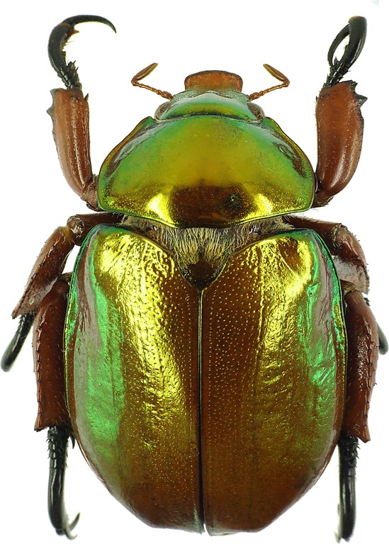 Anoplognathus viridiaeneus 29018cz24.jpg Anoplognathus viridiaeneus 29018cz24.jpg