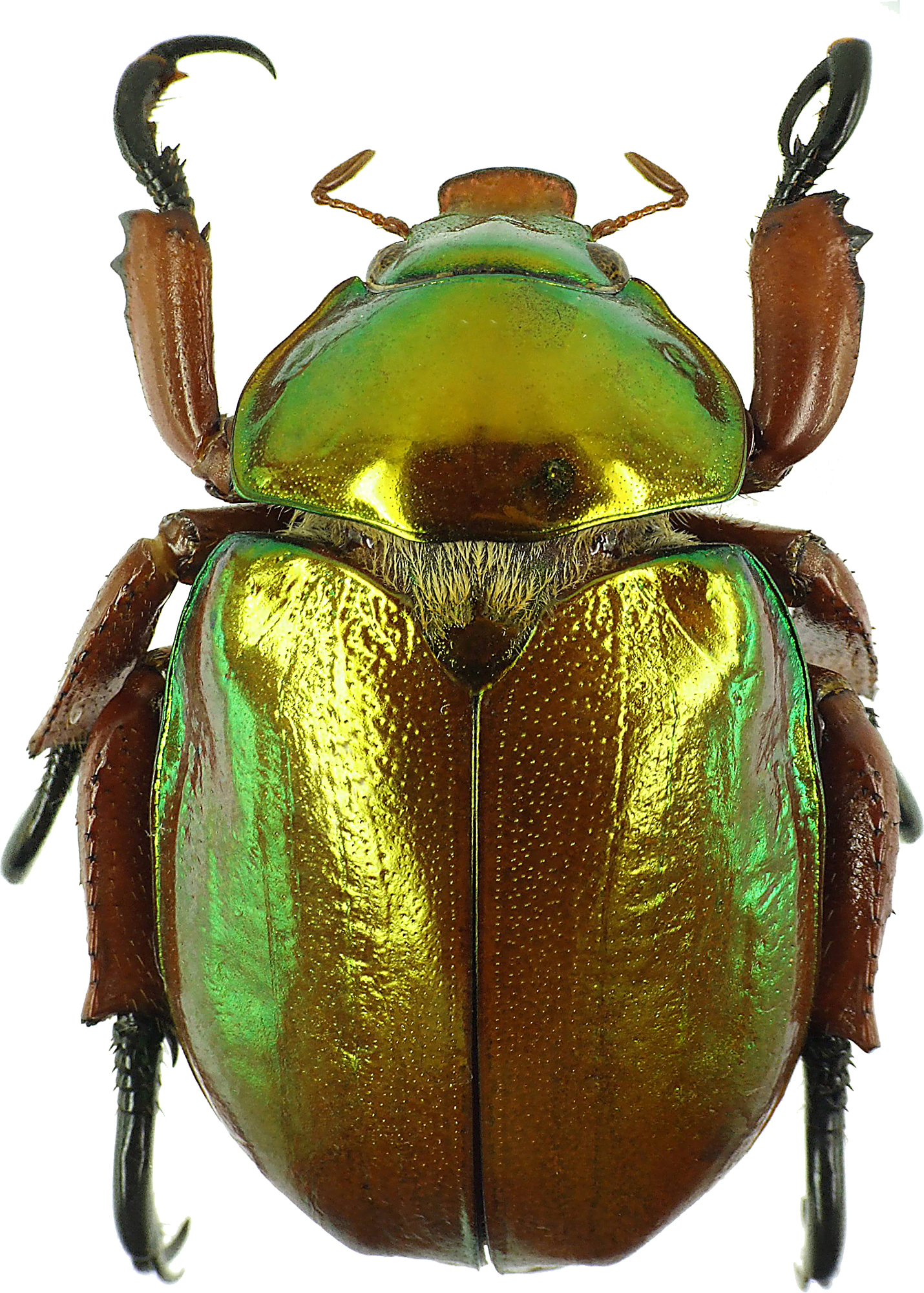 Anoplognathus viridiaeneus 29018cz24.jpg