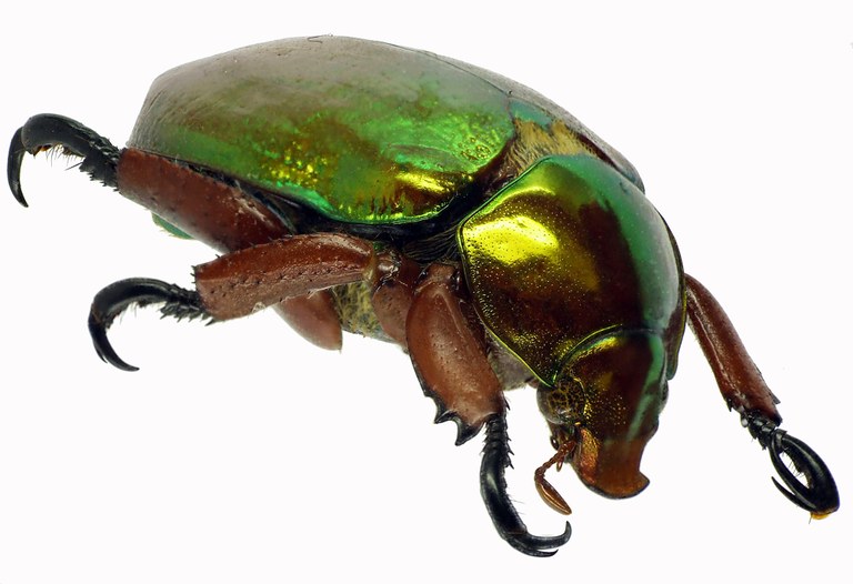 Anoplognathus viridiaeneus 29029cz34.jpg Anoplognathus viridiaeneus 29029cz34.jpg