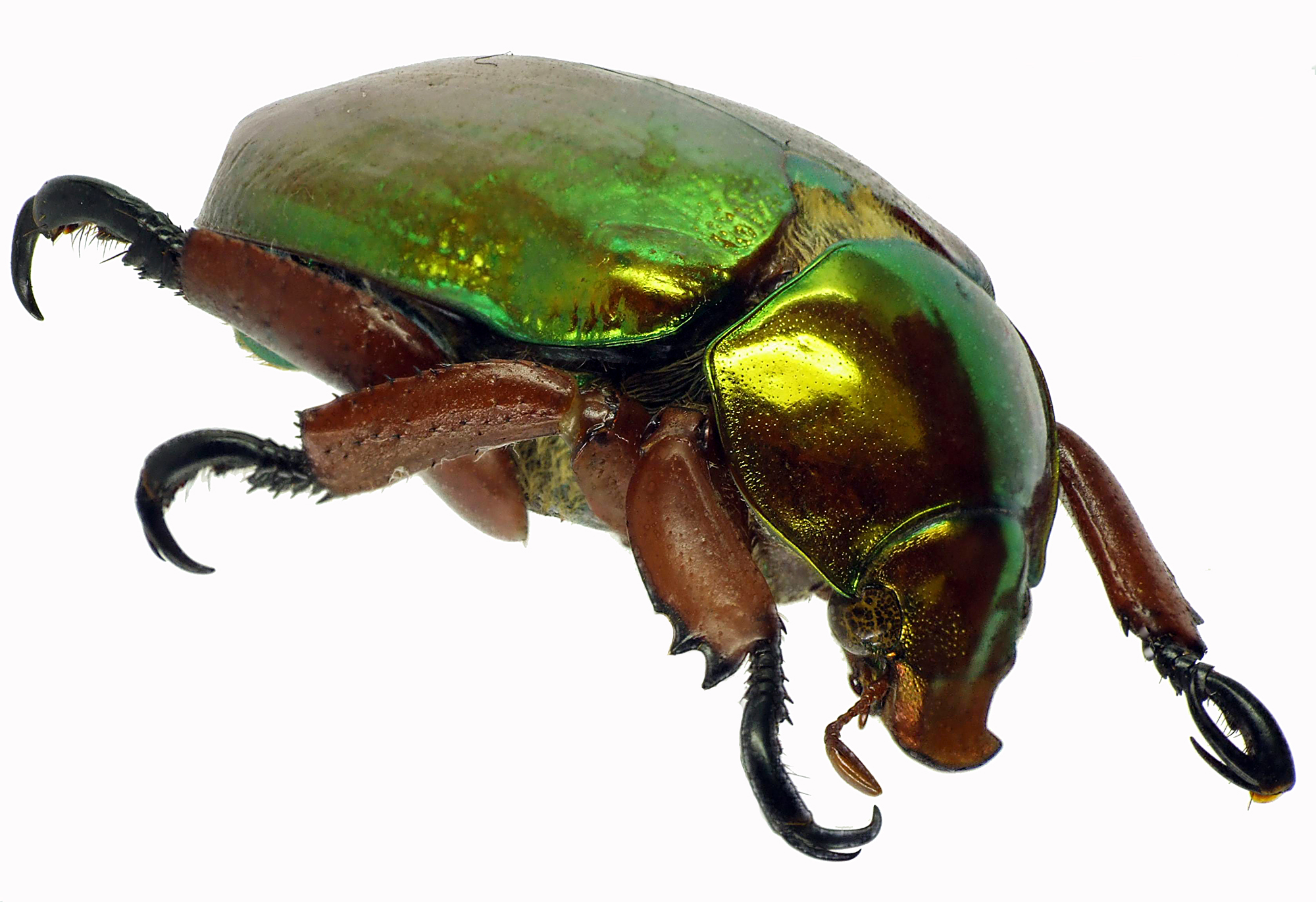 Anoplognathus viridiaeneus 29029cz34.jpg