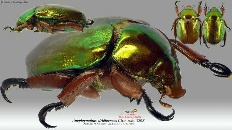 Anoplognathus viridiaeneus.jpg Anoplognathus viridiaeneus.jpg