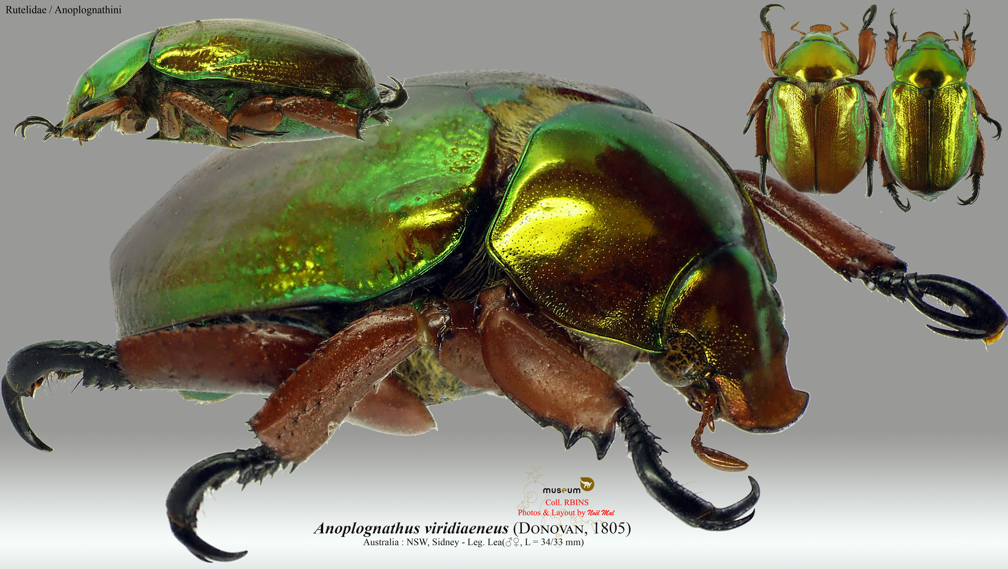 Anoplognathus viridiaeneus.jpg