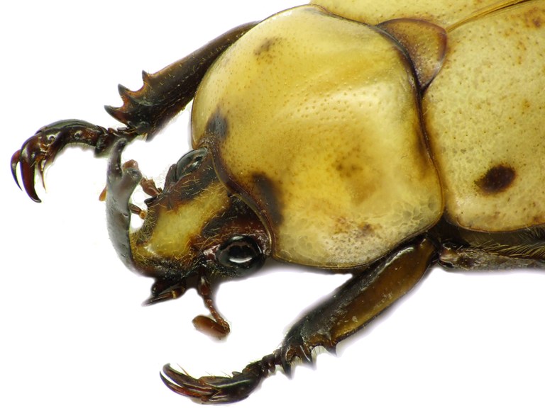 Ceroplophana modiglianii borneensis 28305cz14.jpg Ceroplophana modiglianii borneensis 28305cz14.jpg
