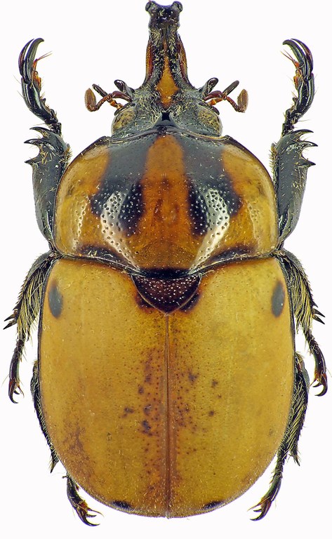Ceroplophana modiglianii borneensis 28455cz59.jpg Ceroplophana modiglianii borneensis 28455cz59.jpg