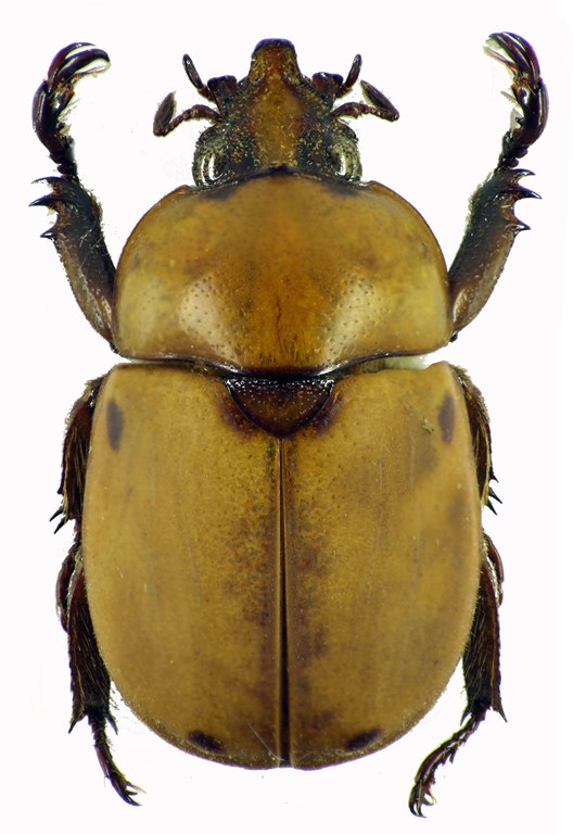 Ceroplophana modiglianii borneensis 28322cz25.jpg