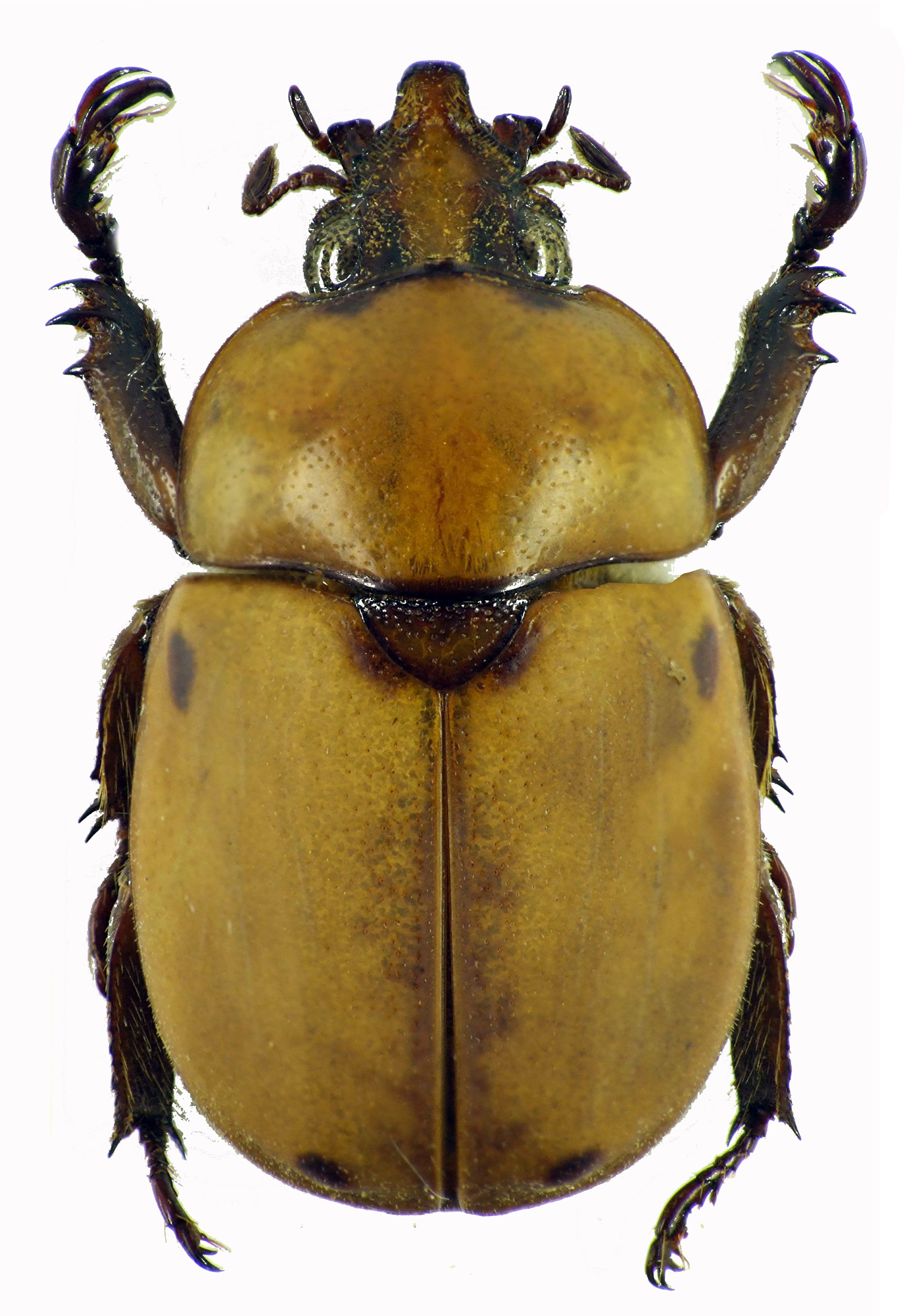 Ceroplophana modiglianii borneensis 28322cz25.jpg