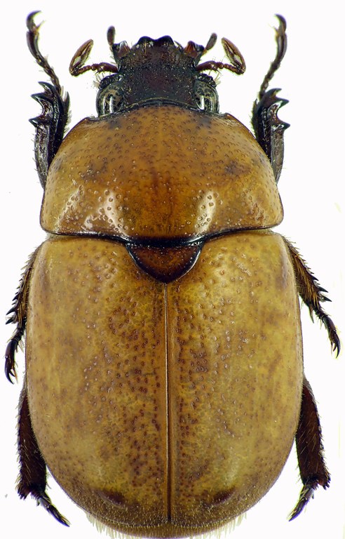 Ceroplophana modiglianii borneensis 28334cz37.jpg Ceroplophana modiglianii borneensis 28334cz37.jpg