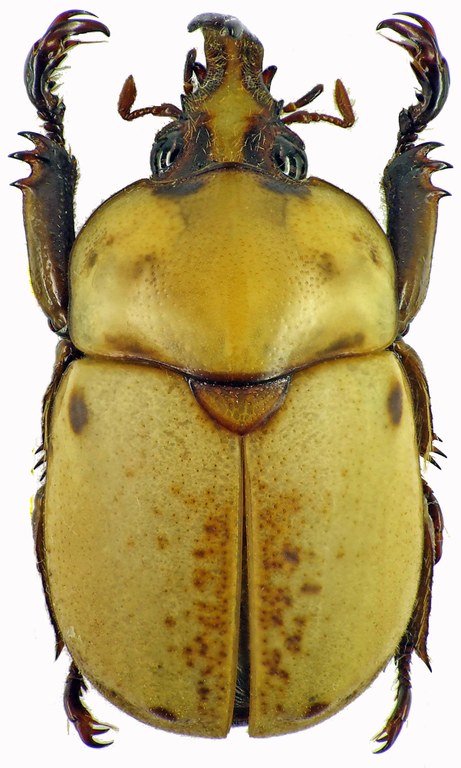 Ceroplophana modiglianii borneensis 28300cz04.jpg Ceroplophana modiglianii borneensis 28300cz04.jpg
