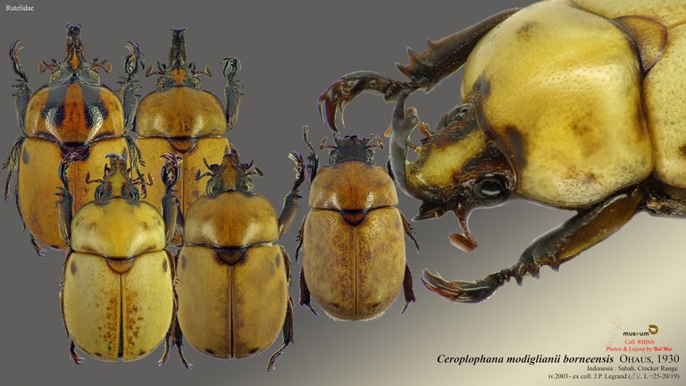 Ceroplophana modiglianii borneensis.jpg Ceroplophana modiglianii borneensis.jpg