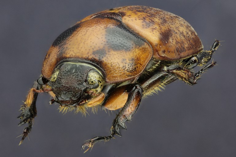 Ceroplophana modiglianii modiglianii 20821zspdr55.jpg Ceroplophana modiglianii modiglianii 20821zspdr55.jpg