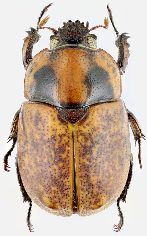 Ceroplophana modiglianii modiglianii 20856zs74JPG.jpg Ceroplophana modiglianii modiglianii 20856zs74JPG.jpg