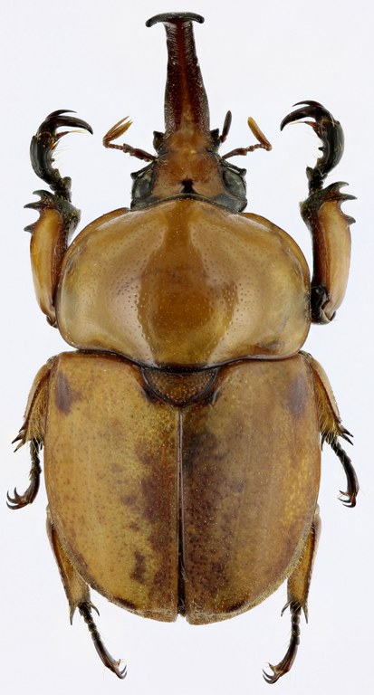 Ceroplophana modiglianii modiglianii 20782zs98.jpg Ceroplophana modiglianii modiglianii 20782zs98.jpg