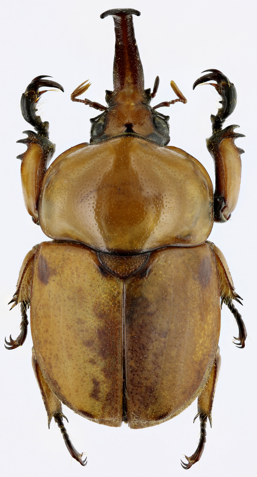 Ceroplophana modiglianii modiglianii 20782zs98.jpg