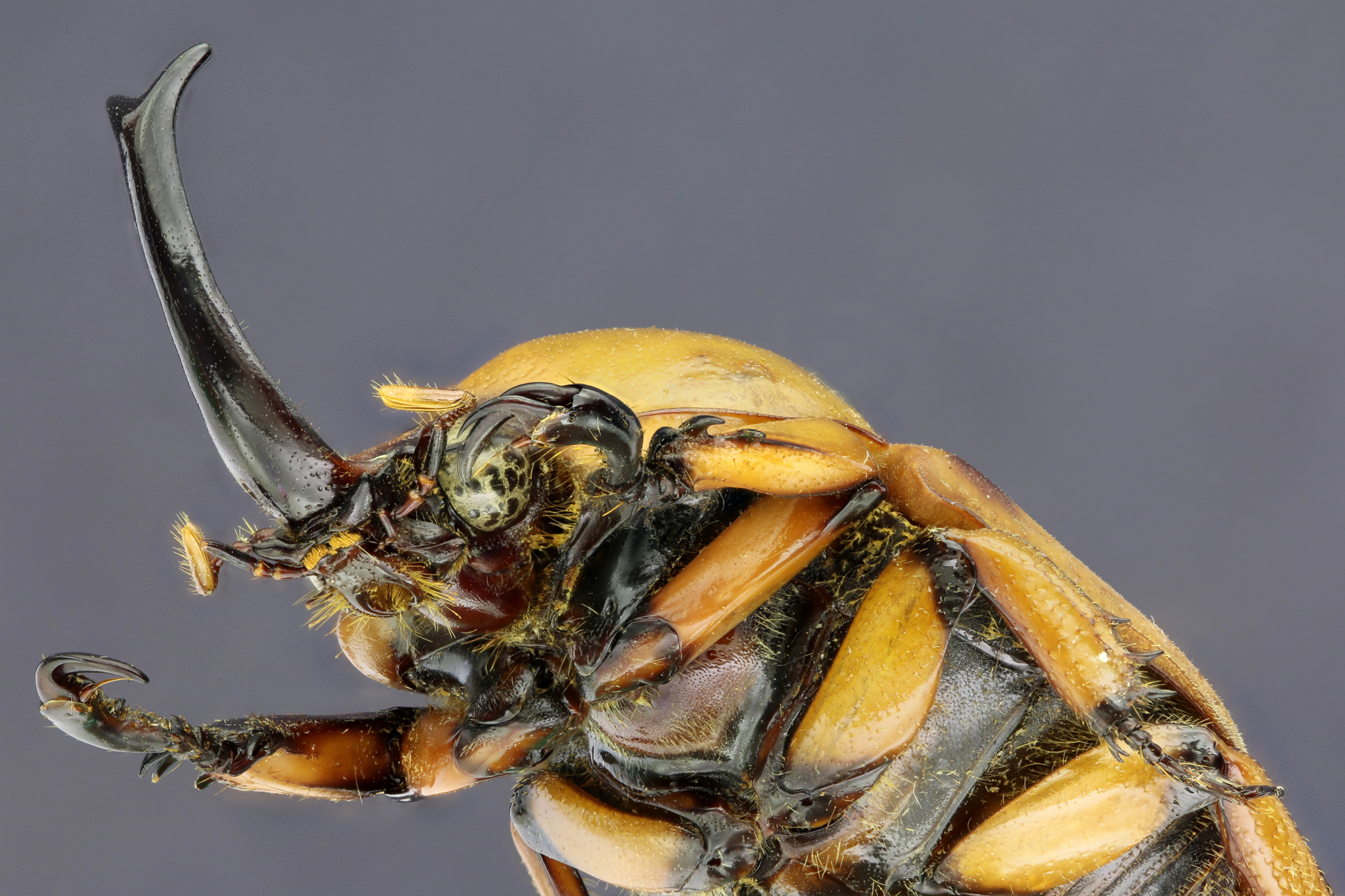 Ceroplophana modiglianii modiglianii 20799zspdr820.jpg