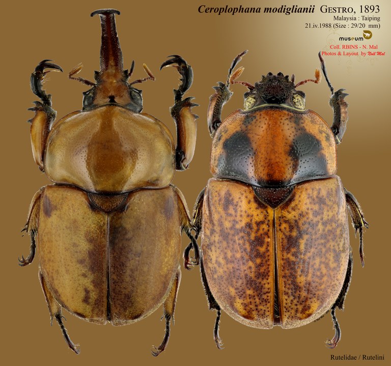 Ceroplophana modiglianii modiglianii.jpg Ceroplophana modiglianii modiglianii.jpg