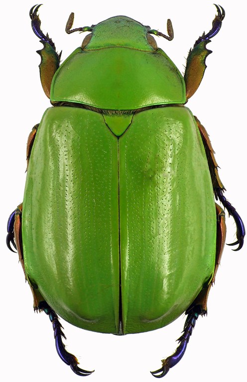 Chrysina macropus 28374cz78.jpg Chrysina macropus 28374cz78.jpg