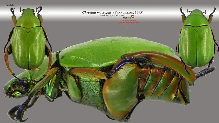 Chrysina macropus.jpg Chrysina macropus.jpg