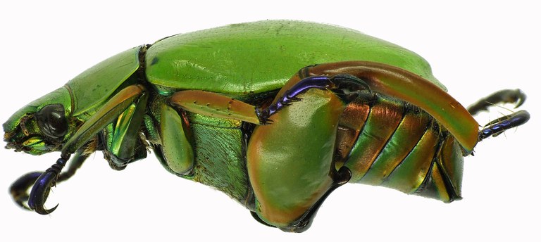 Chrysina macropus 28367cz73.jpg