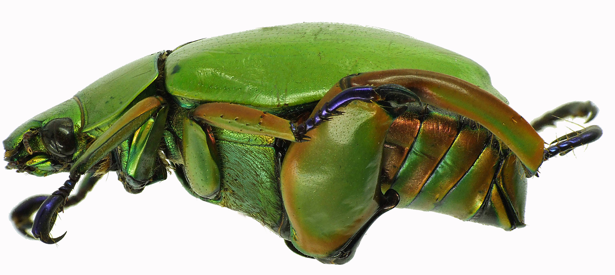 Chrysina macropus 28367cz73.jpg