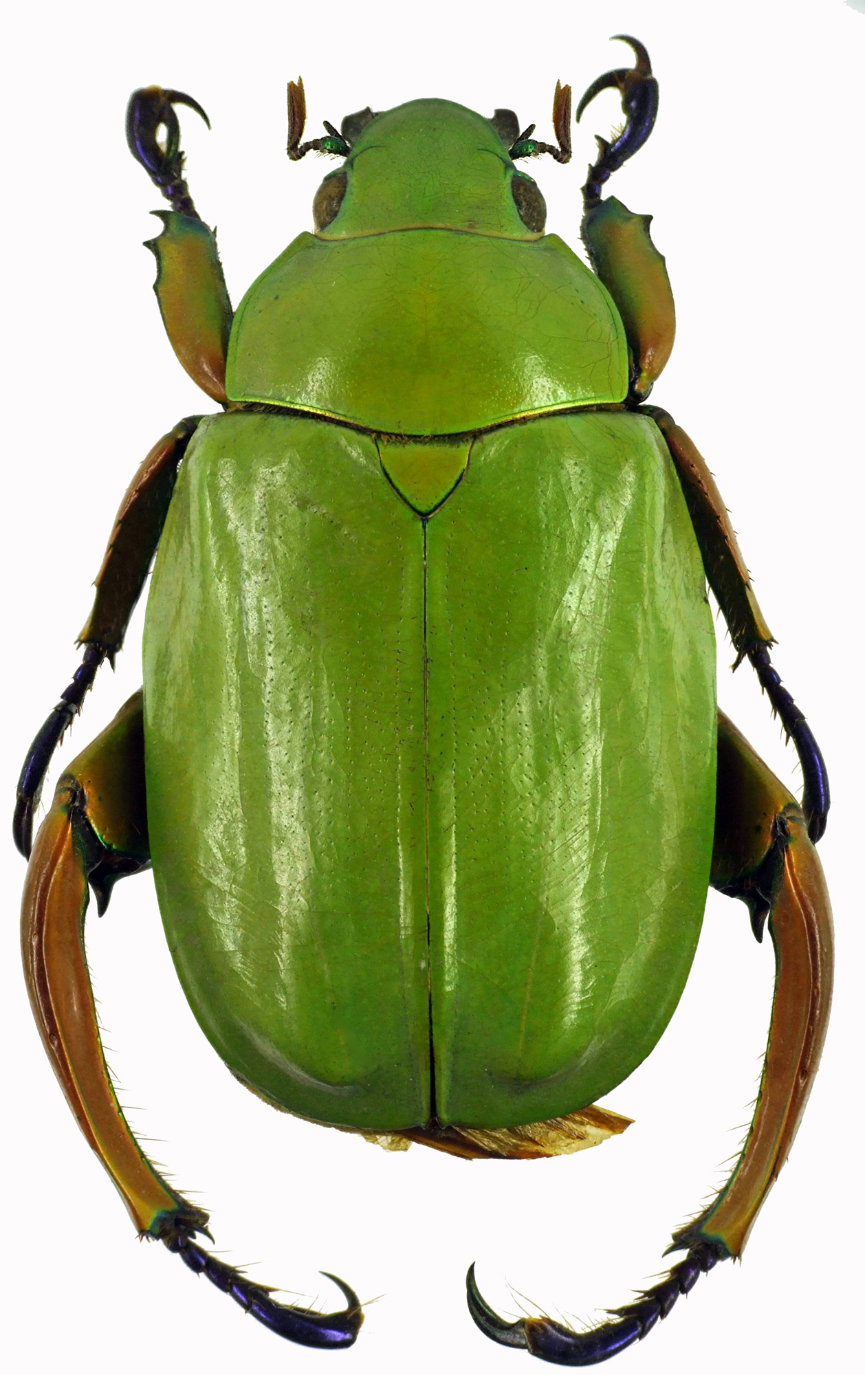 Chrysina macropus 28379cz84.jpg