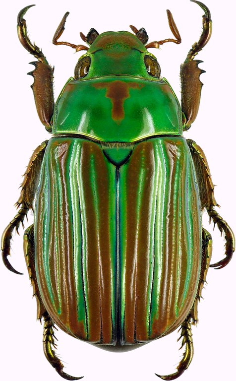 Chrysina (Plusiotis) adelaida 29974cz79.jpg Chrysina (Plusiotis) adelaida 29974cz79.jpg