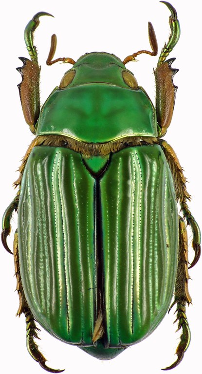 Chrysina (Plusiotis) adelaida 28857cz60.jpg Chrysina (Plusiotis) adelaida 28857cz60.jpg