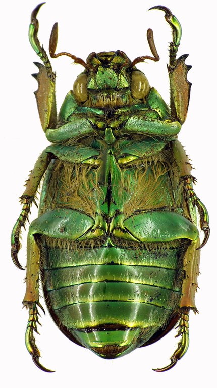 Chrysina (Plusiotis) adelaida 28872cz74.jpg Chrysina (Plusiotis) adelaida 28872cz74.jpg
