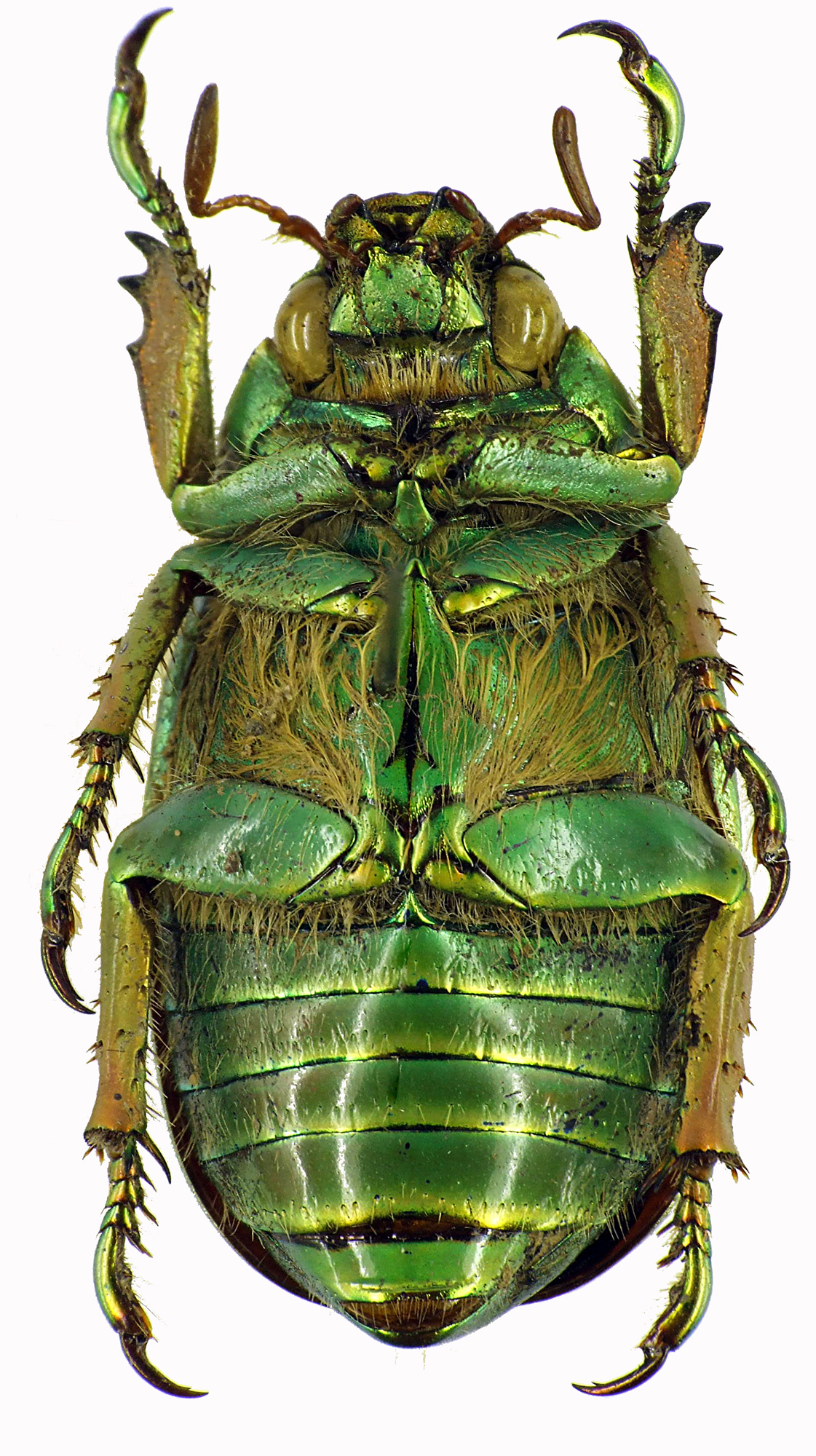 Chrysina (Plusiotis) adelaida 28872cz74.jpg