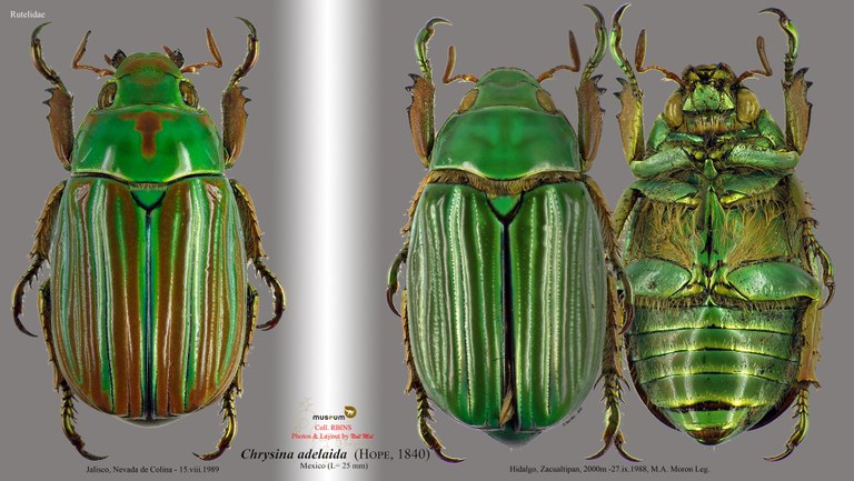 Chrysina (Plusiotis) adelaida.jpg Chrysina (Plusiotis) adelaida.jpg