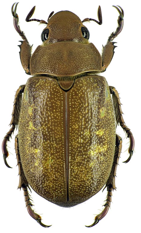 Chrysina (Plusiotis) moroni 26234cz37.jpg