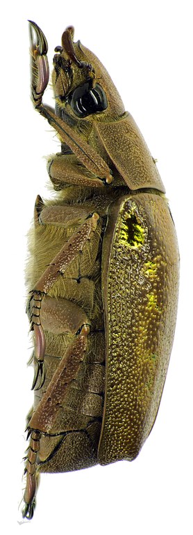 Chrysina (Plusiotis) moroni 26238cz42.jpg