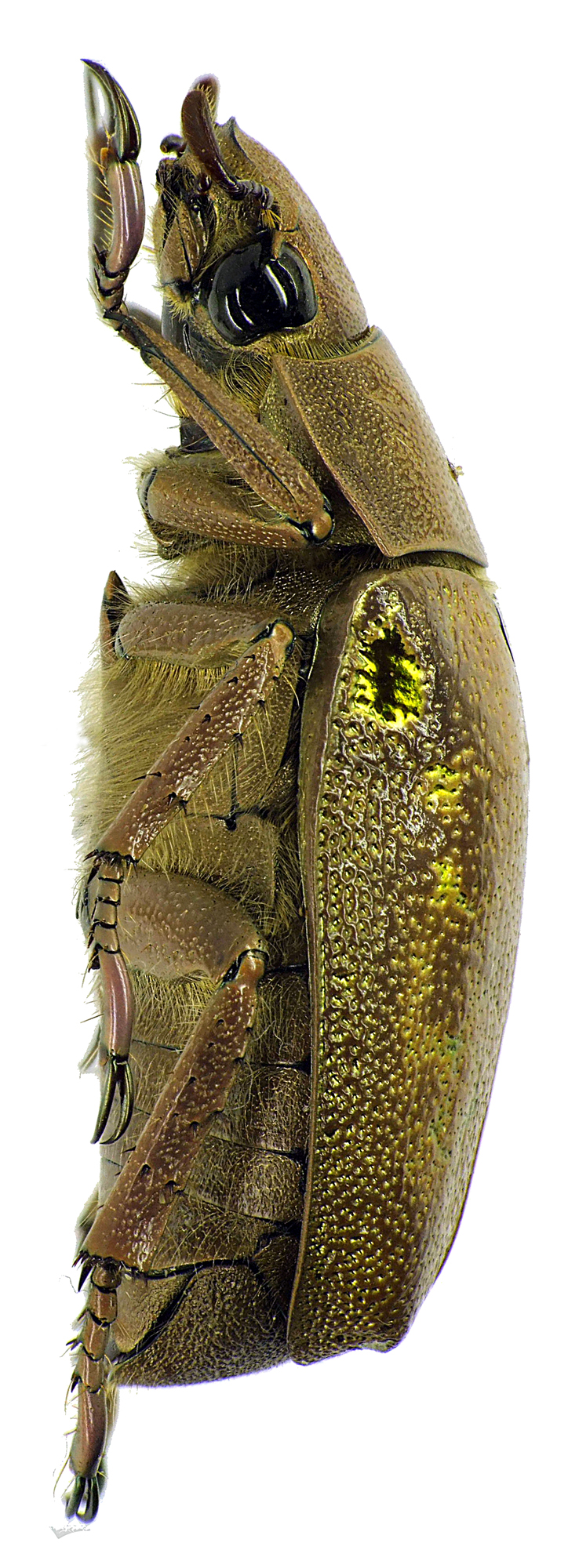 Chrysina (Plusiotis) moroni 26238cz42.jpg