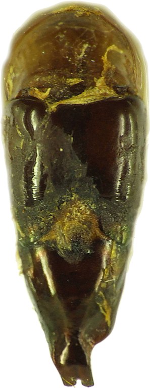 Chrysina (Plusiotis) moroni 26243cz44.jpg