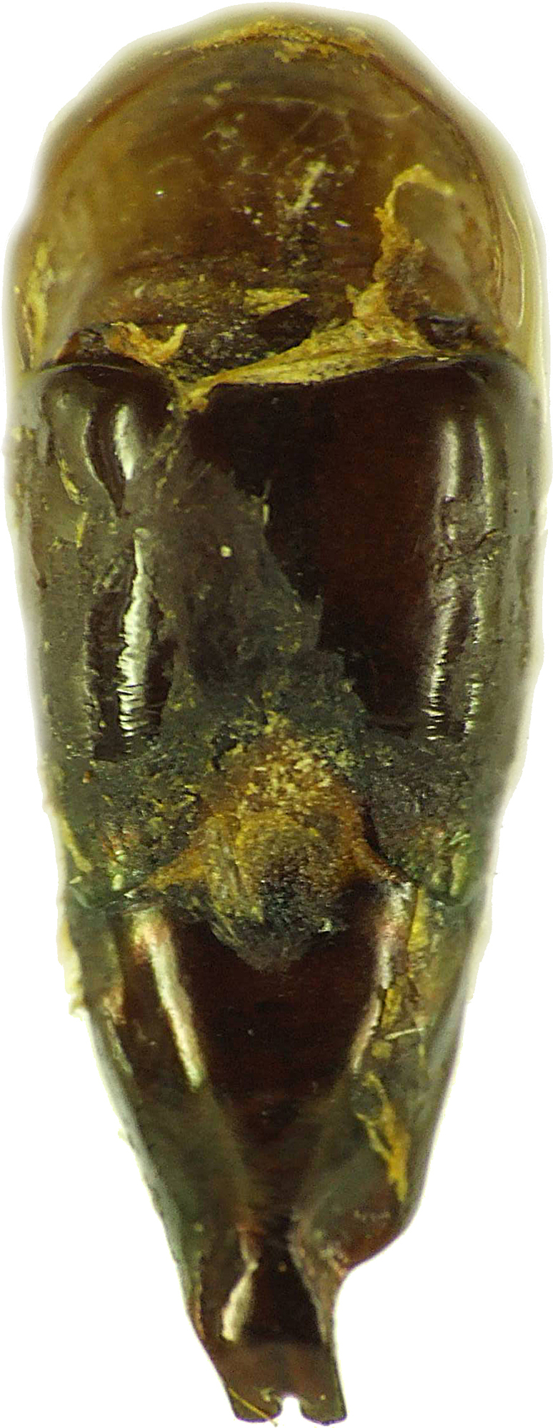 Chrysina (Plusiotis) moroni 26243cz44.jpg