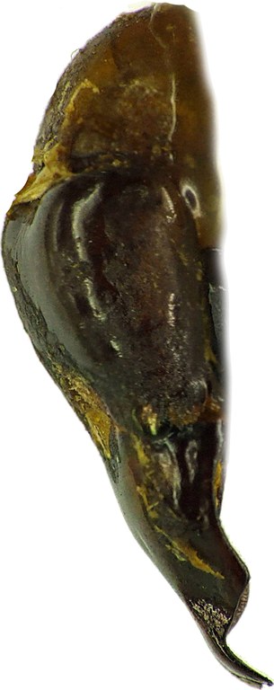 Chrysina (Plusiotis) moroni 26245cz47.jpg