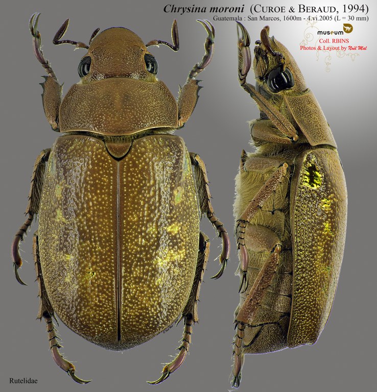 Chrysina (Plusiotis) moroni.jpg