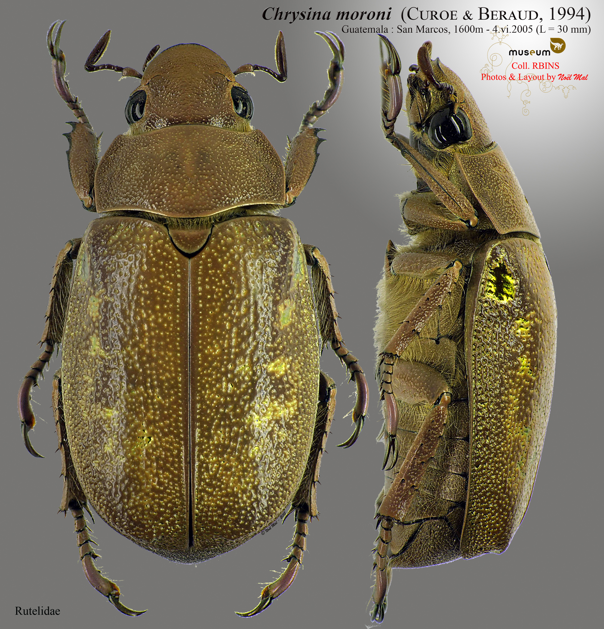 Chrysina (Plusiotis) moroni.jpg