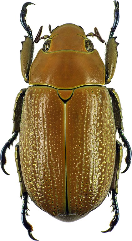 Chrysina purulhensis 26248cz53.jpg Chrysina purulhensis 26248cz53.jpg