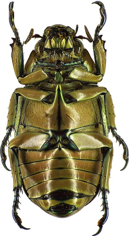 Chrysina purulhensis 26254cz56.jpg Chrysina purulhensis 26254cz56.jpg