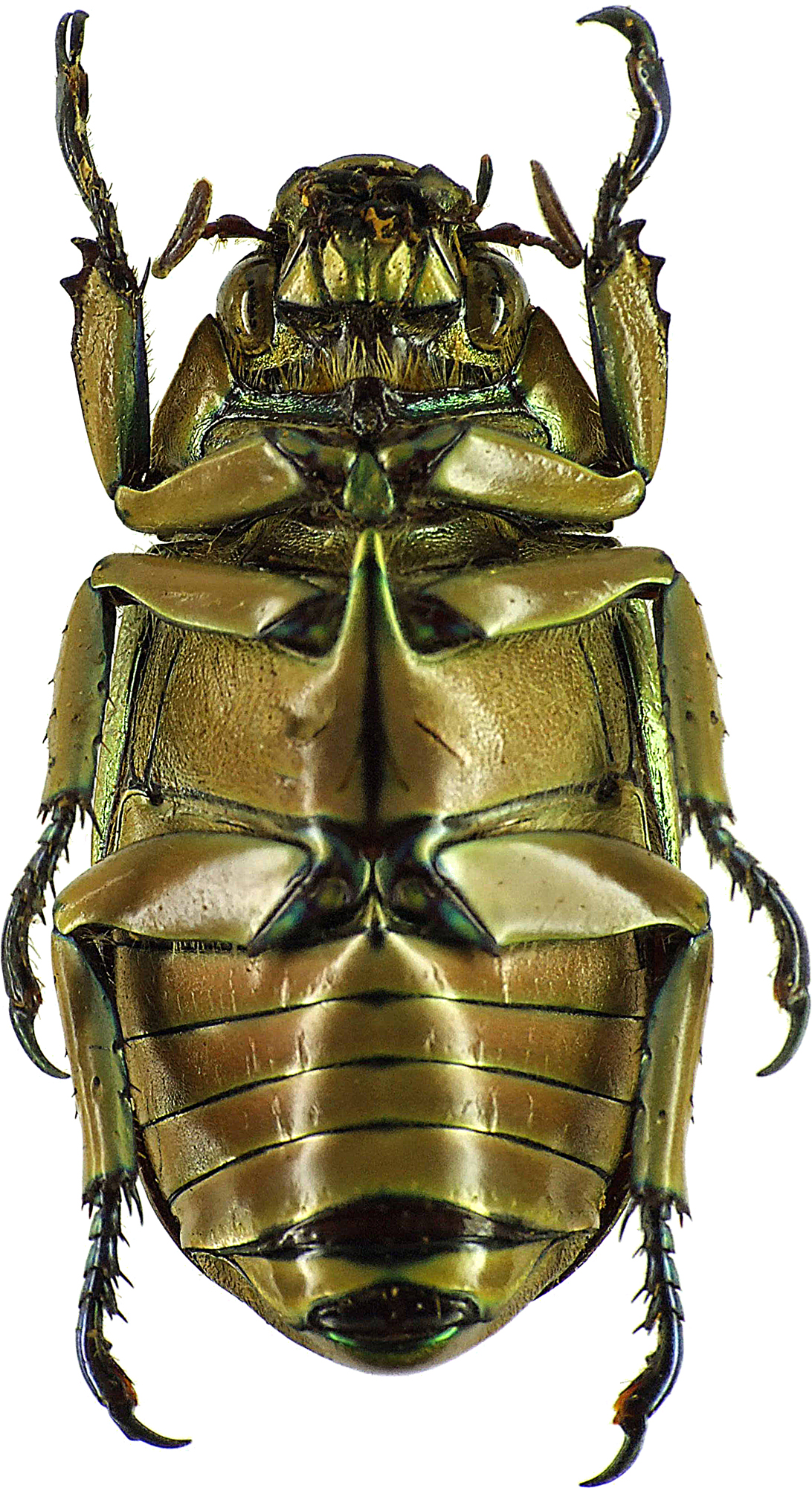 Chrysina purulhensis 26254cz56.jpg