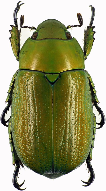 Chrysina purhulensis 28850cz53.jpg Chrysina purhulensis 28850cz53.jpg