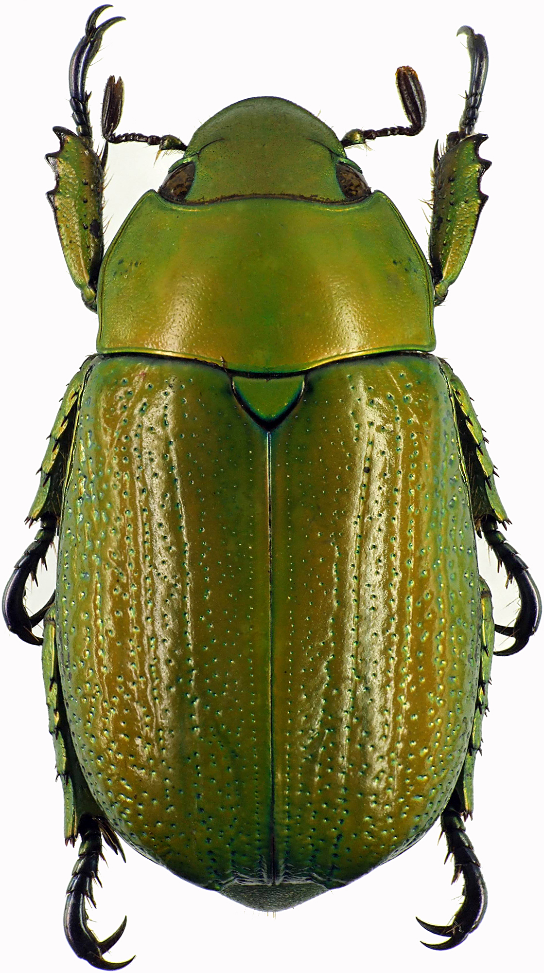 Chrysina purhulensis 28850cz53.jpg