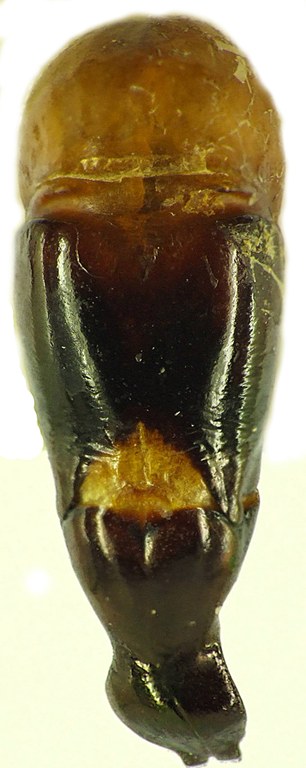 Chrysina purulhensis 26261cz63.jpg Chrysina purulhensis 26261cz63.jpg