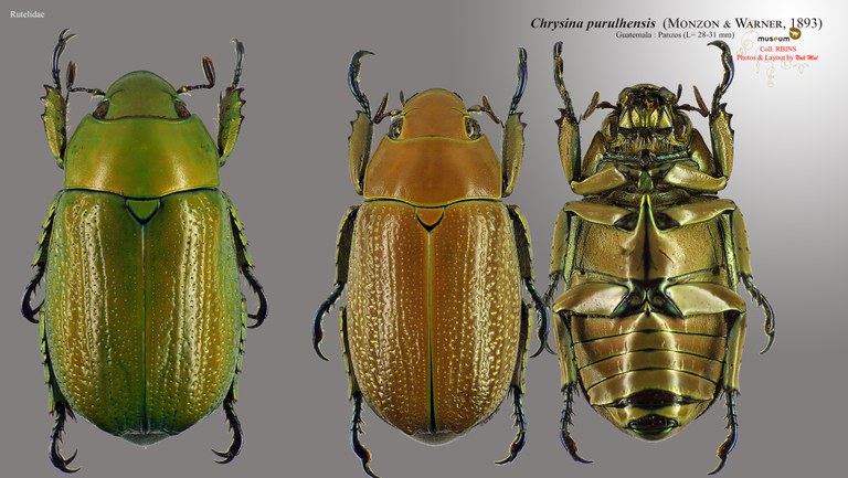 Chrysina purulhensis.jpg Chrysina purulhensis.jpg