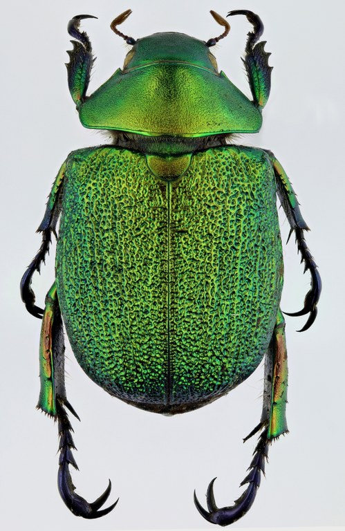 Chrysophora chrysochlora 9746zs65.jpg Chrysophora chrysochlora 9746zs65.jpg