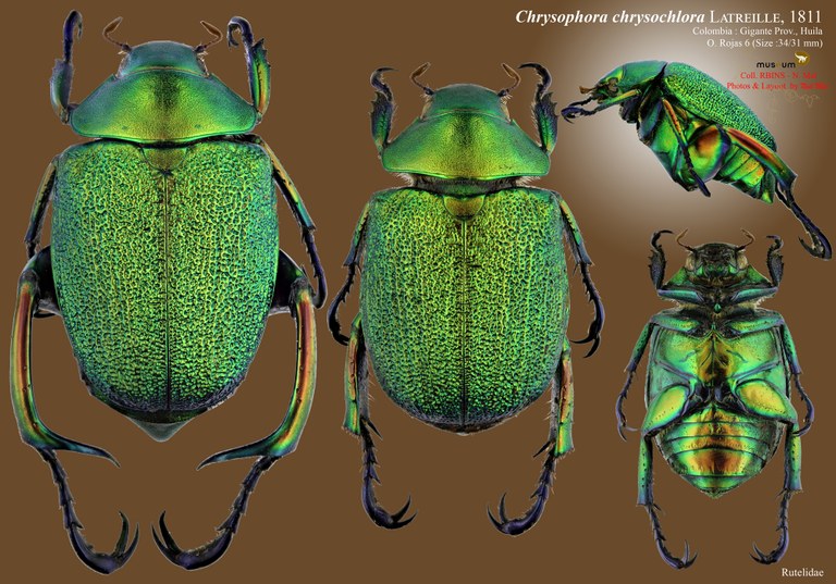 Chrysophora chrysochlora.jpg Chrysophora chrysochlora.jpg