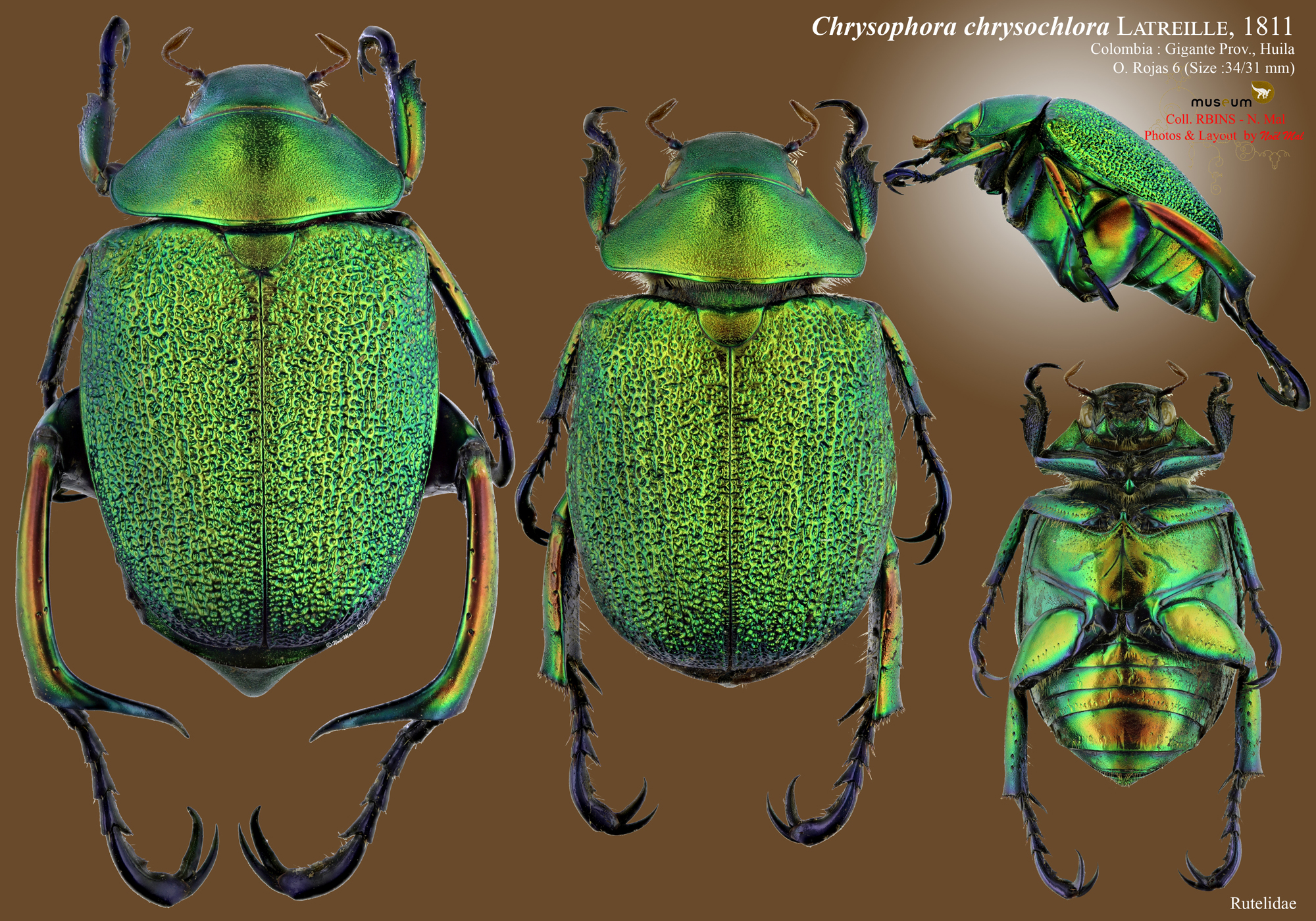 Chrysophora chrysochlora.jpg