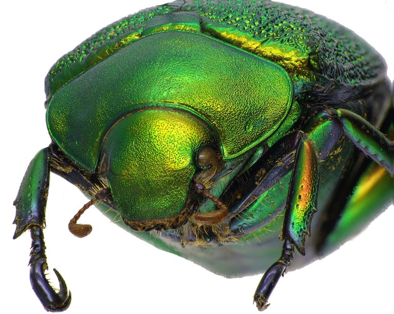 Chrysophora chrysochlora 82885cz00.jpg Chrysophora chrysochlora 82885cz00.jpg